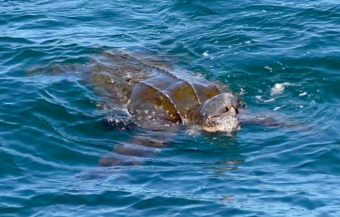 マム☆アパルトモン LE MINOR Off Turtle Border We are thrilled to announce the newest addition to Gumbo Limbo